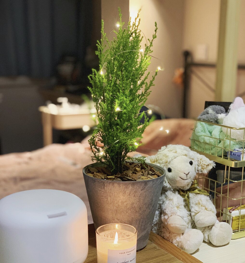 小香松 松柏 可爱圣诞树 桌摆小盆景 耐寒好养 重庆专车