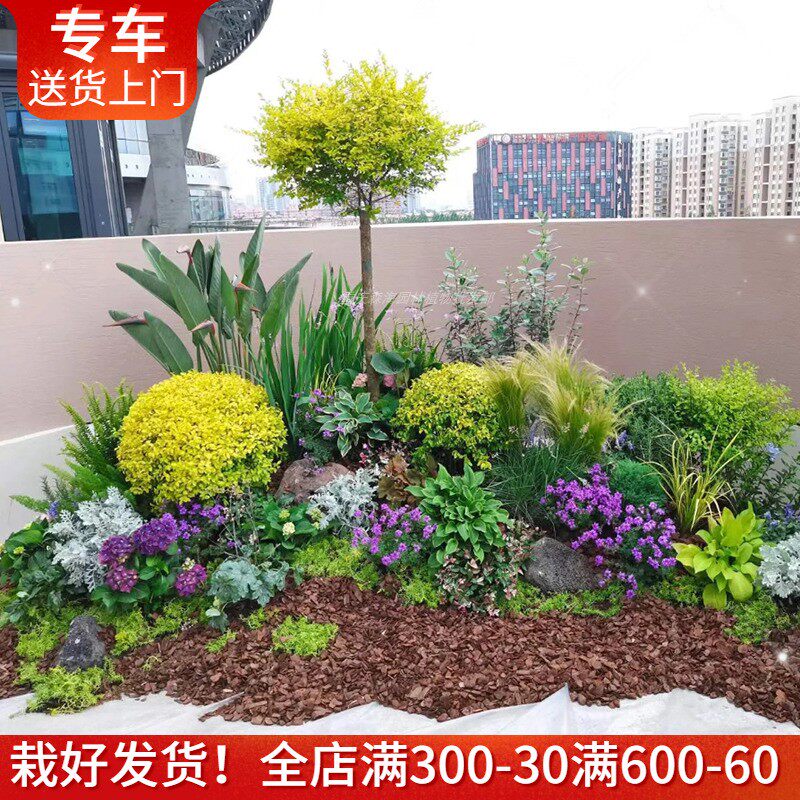 花镜植物组合套餐 包上门种好重庆庭院花园绿植设计搭配别墅造景