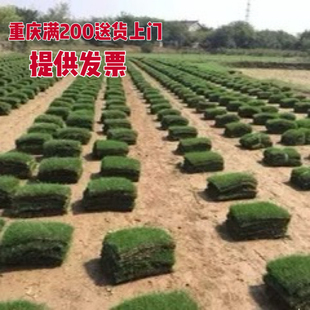重庆花园真草坪四季 起发货 青马尼拉带土草坪庭院绿化草皮满200元