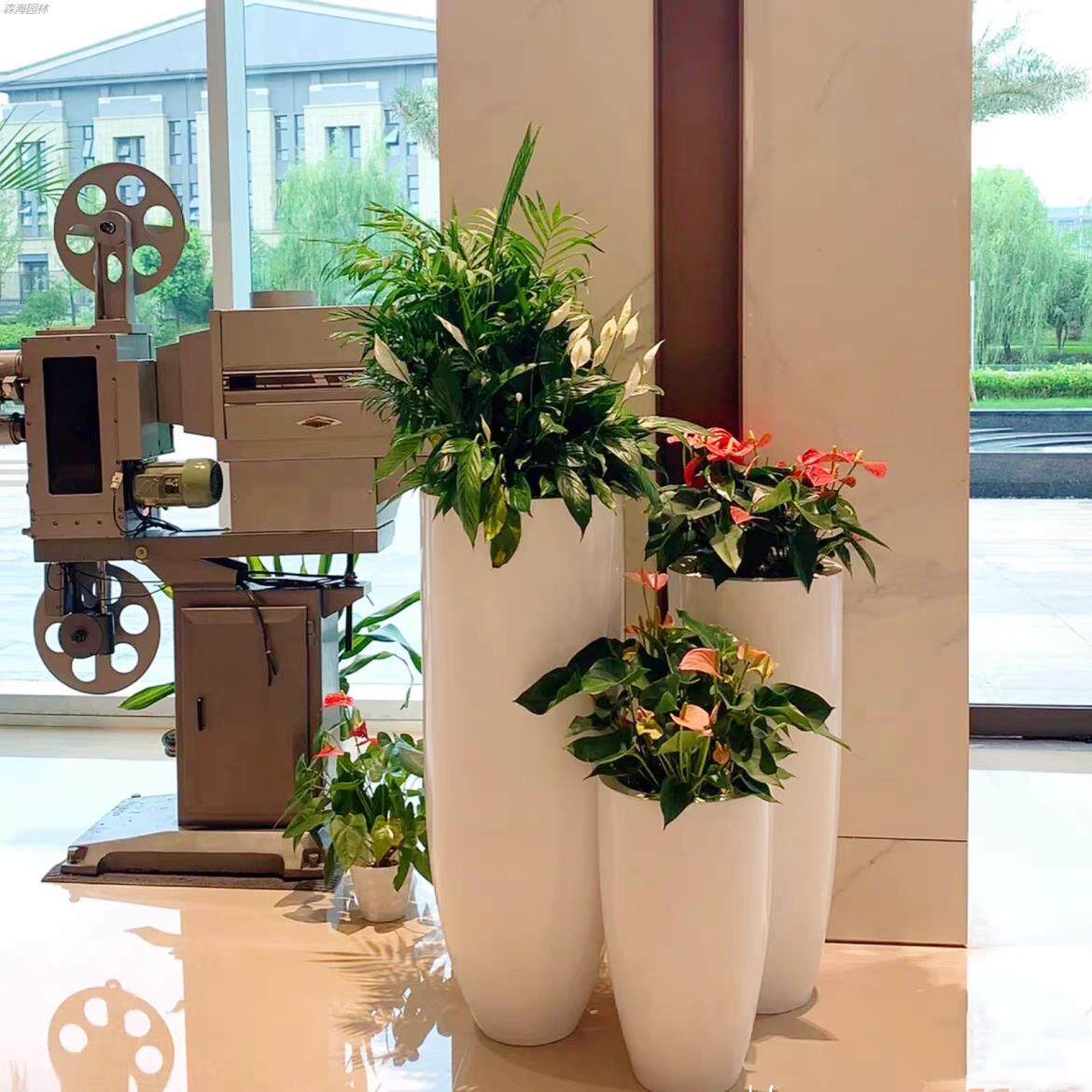 重庆发财树红掌绿萝组合大型绿植盆栽花箱公司大厅前阳台会所商场