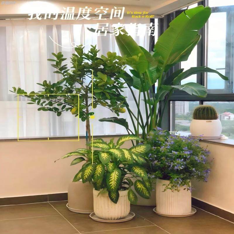 大型绿植组合大小盆栽客厅办公室植物摆件公司绿植好养阳台盆景