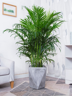 卧室凤尾绿植大型客厅室内 北欧植物散尾葵竹盆栽椰子富贵除甲醛