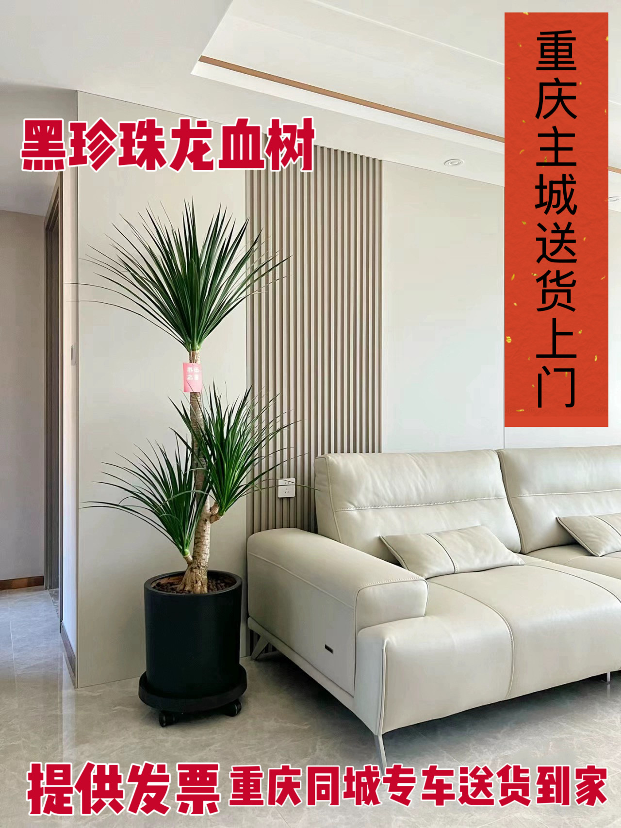 重庆龙血树客厅旺宅绿植大型黑珍珠树太空铁盆栽办公室内