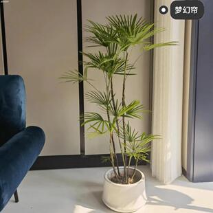 金山棕竹盆栽老桩室内外客厅阳台大型植物净化空气好养绿植