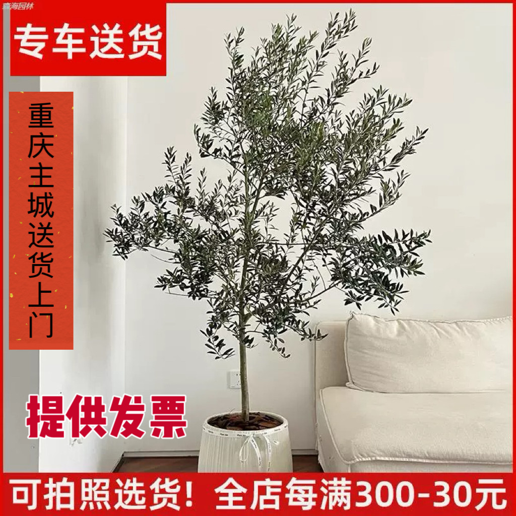 【可拍照选货】油橄榄树盆栽 真树大型植物 室内阳台庭院绿植花卉