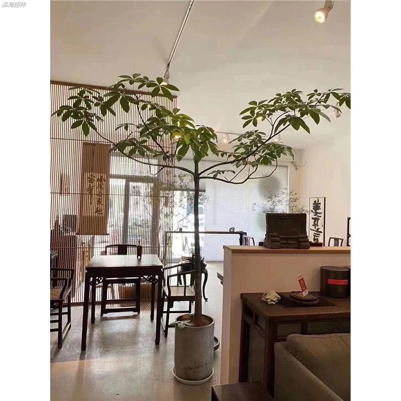 原生发财树 小众造型植物 设计师款好养室内大型绿植重庆同城