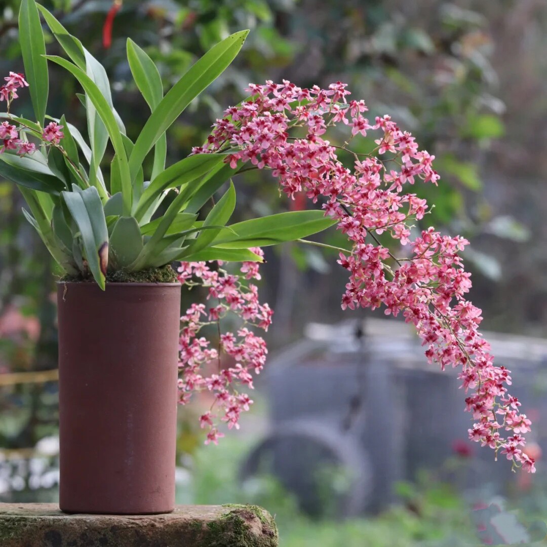 文心兰梦香兰盆栽蜜糖黄梦香室内植物兰花带花苞奶油香味跳舞花香