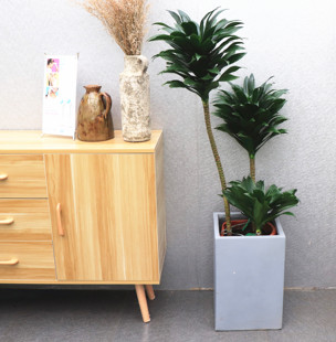 太阳神竹蕉 木本植物 绿密龙血树阿波罗千年木 密叶龙血树重庆