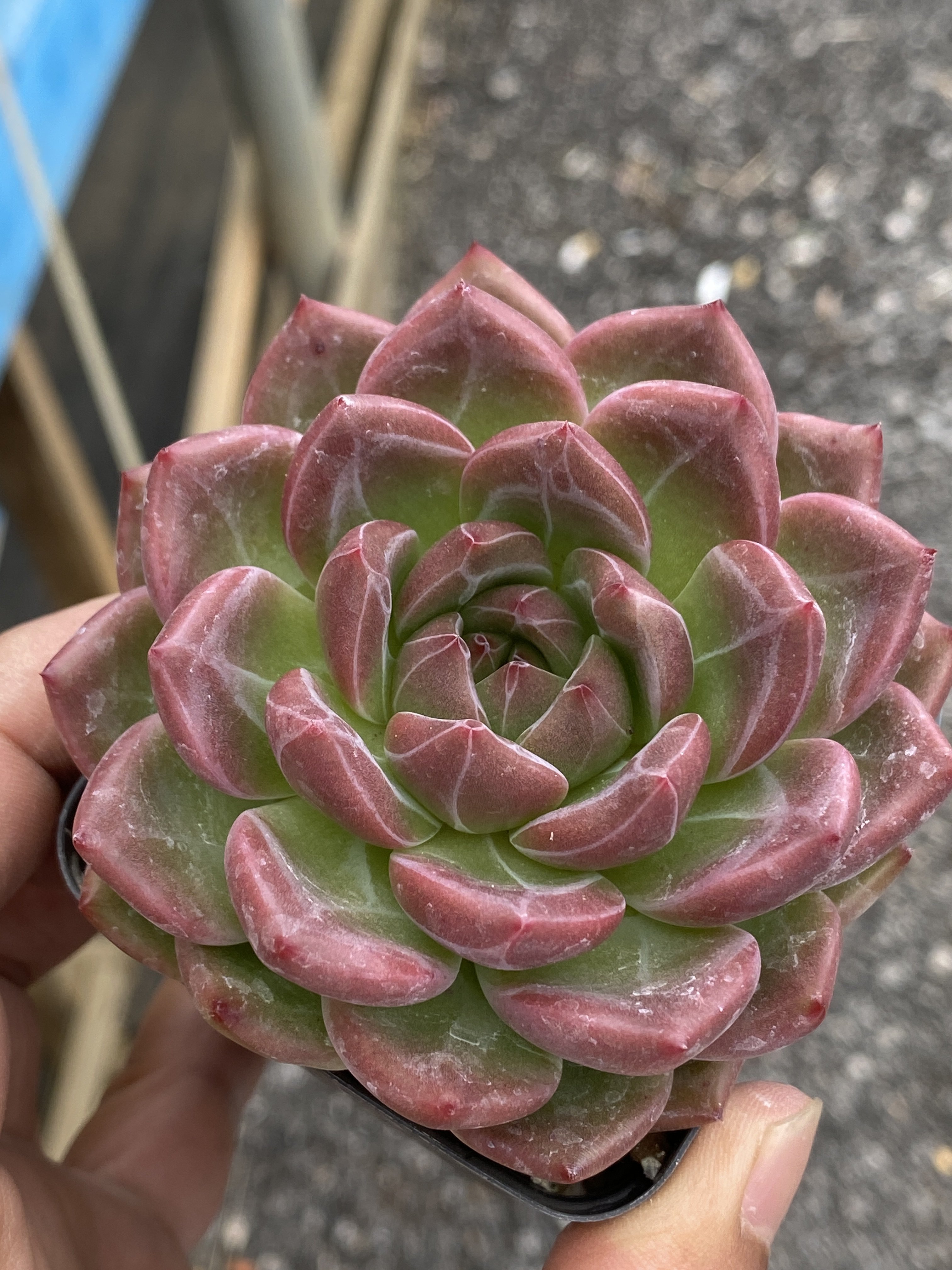 精品云南多肉进口优选暗纹冬云Q多肉植物