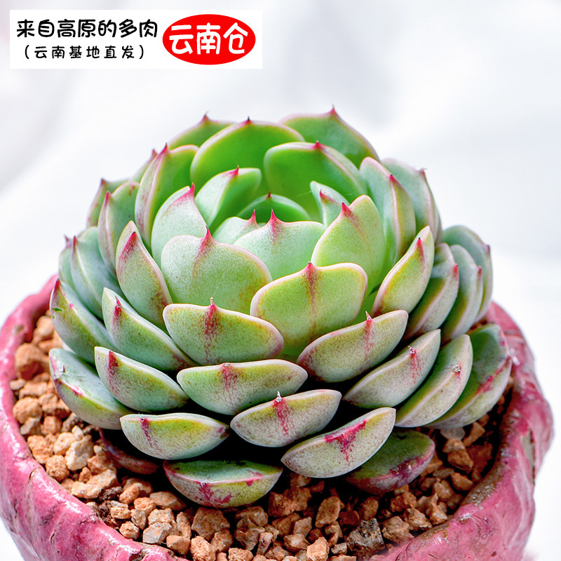 云南基地多肉植物组合盆栽小精品苯巴