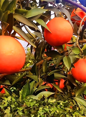 顺丰四川爱媛38号果冻橙桔子正宗手拨橙子当季送礼新鲜大水果10斤