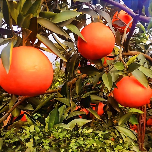 【高回购榜顺丰】S级品质果冻橙