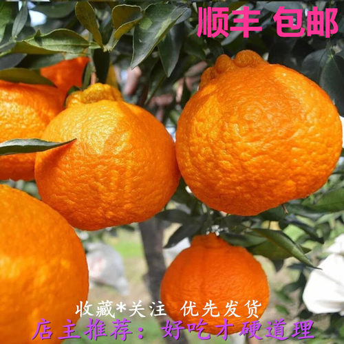 顺丰精选不知火丑橘新鲜脆甜