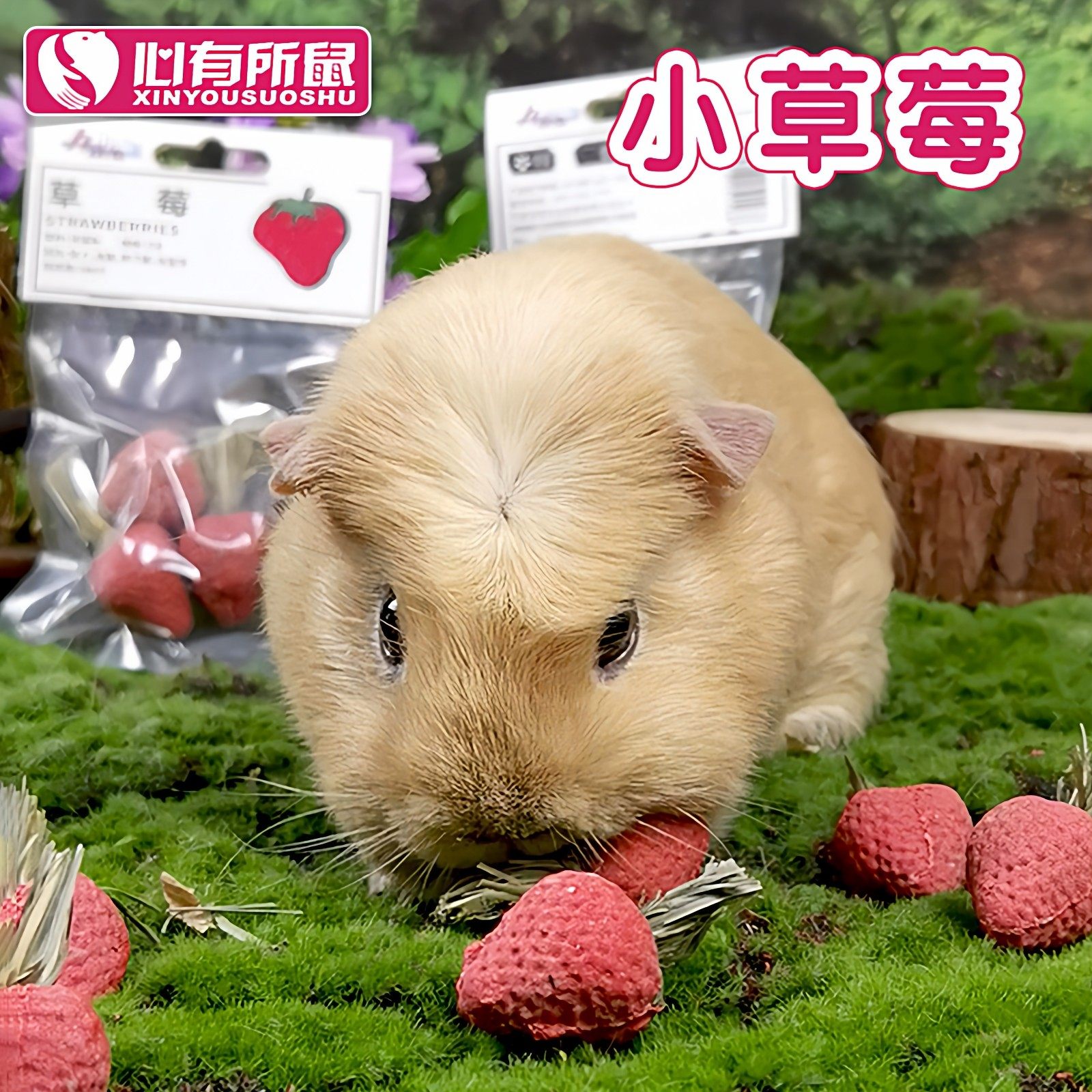 迷你小草莓仓鼠零食磨牙棒兔子龙猫豚鼠提摩西草地鼠形小零食,宠物/宠物食品及用品,鼠粮,淘宝优惠券,粉丝福利购,淘宝优惠卷