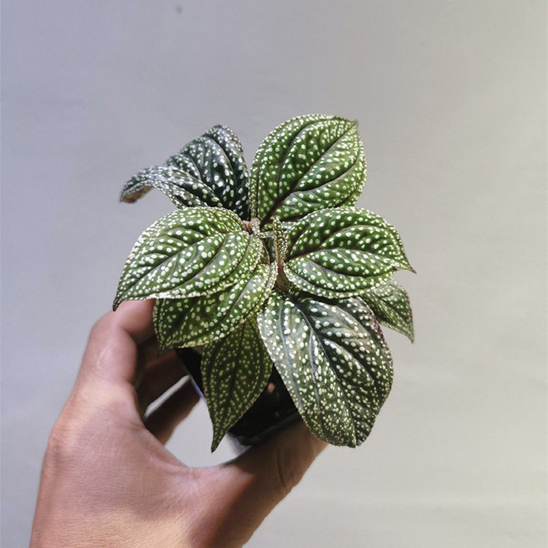 【青氧】迷你植物绿植蜂斗草合集雨林缸植物盆栽