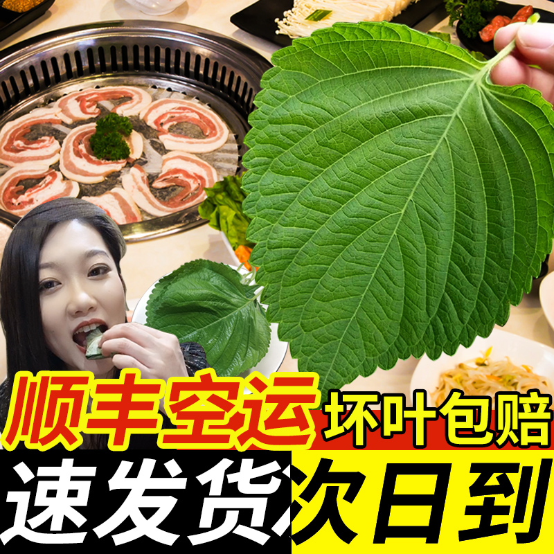 东北新鲜苏子叶韩国做泡菜粘豆包