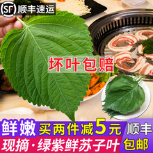1份包邮东北鲜族新鲜苏子叶韩国烤肉叶绿色蔬菜嫩叶紫苏叶约90片