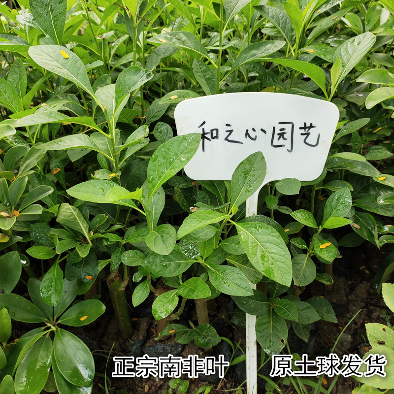 正宗南非叶苗马来西亚将军叶树苗扁桃斑鸠菊苦叶茶绿植盆栽易种活