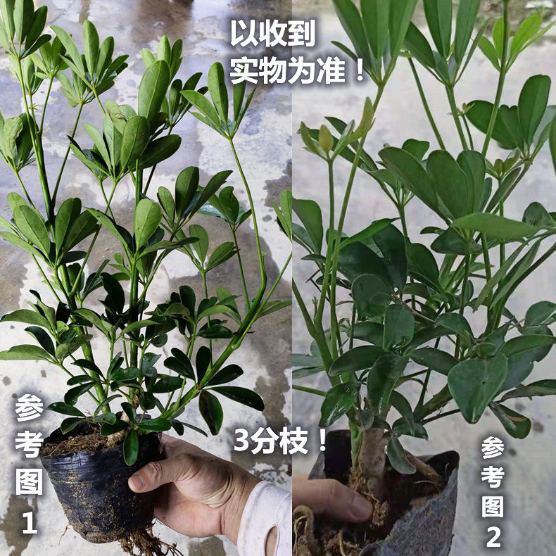 老桩鸭脚木造型鸭掌木八方来财七叶莲招财树办公室客厅盆栽绿植潮