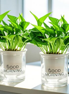 【自动吸水】绿萝盆栽室内植物净化空气办公室客厅绿植花卉盆栽