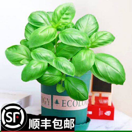 Basil leaves Mint leaves Rosemary leaves sf Express Fresh