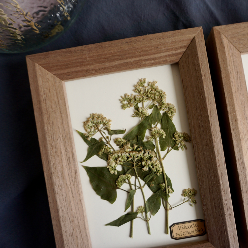 植物标本装饰画成品相框照片墙干花家居挂画摆件礼物图片