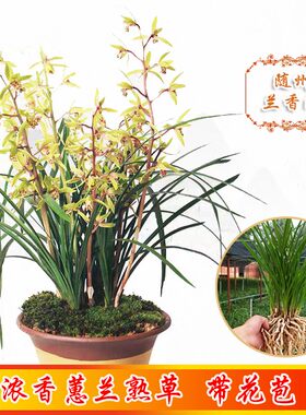 随州苗熟草带花苞浓香蕙兰
