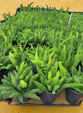 狐尾天门冬室内庭院阳台盆栽好养球根绿植耐热耐寒多年生净化空气