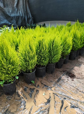 香冠柏小香松盆栽植物四季绿植阳台室内室外好养圣诞树宝塔松树苗