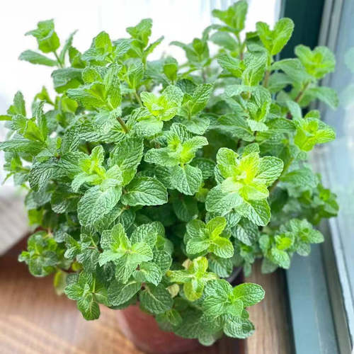 薄荷盆栽大苗室内驱蚊可食用