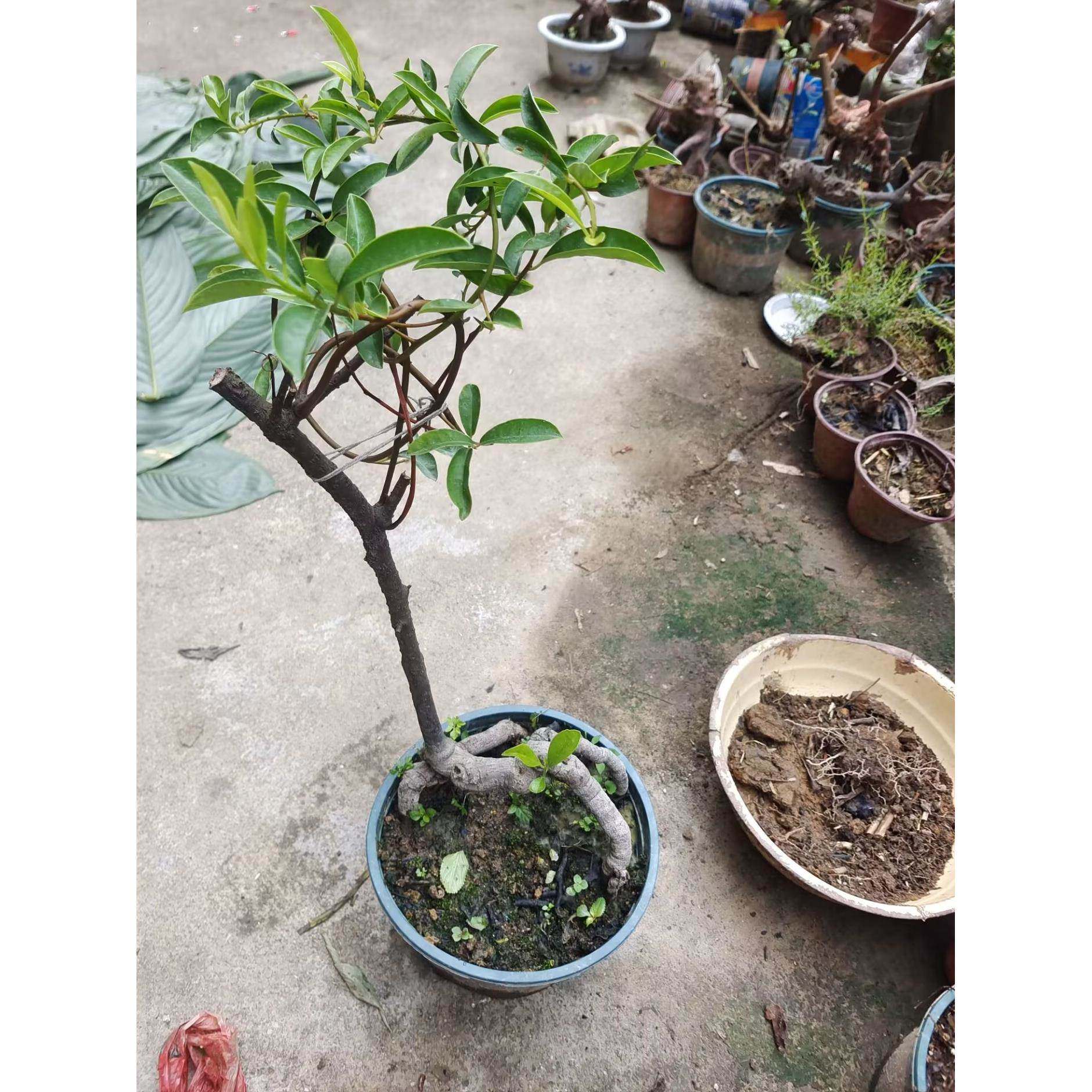 酸藤子盆景酸藤子苗儿时回忆信筒子挖不尽盆景酸藤子熟桩新奇植物