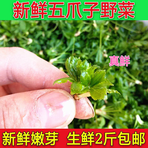 五爪子野菜新鲜纯野生绿色野菜刺五加冰鲜发货当季深山野菜五爪子