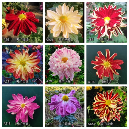 三军菊花/宽瓣专属链接/菊花苗/满30元包邮