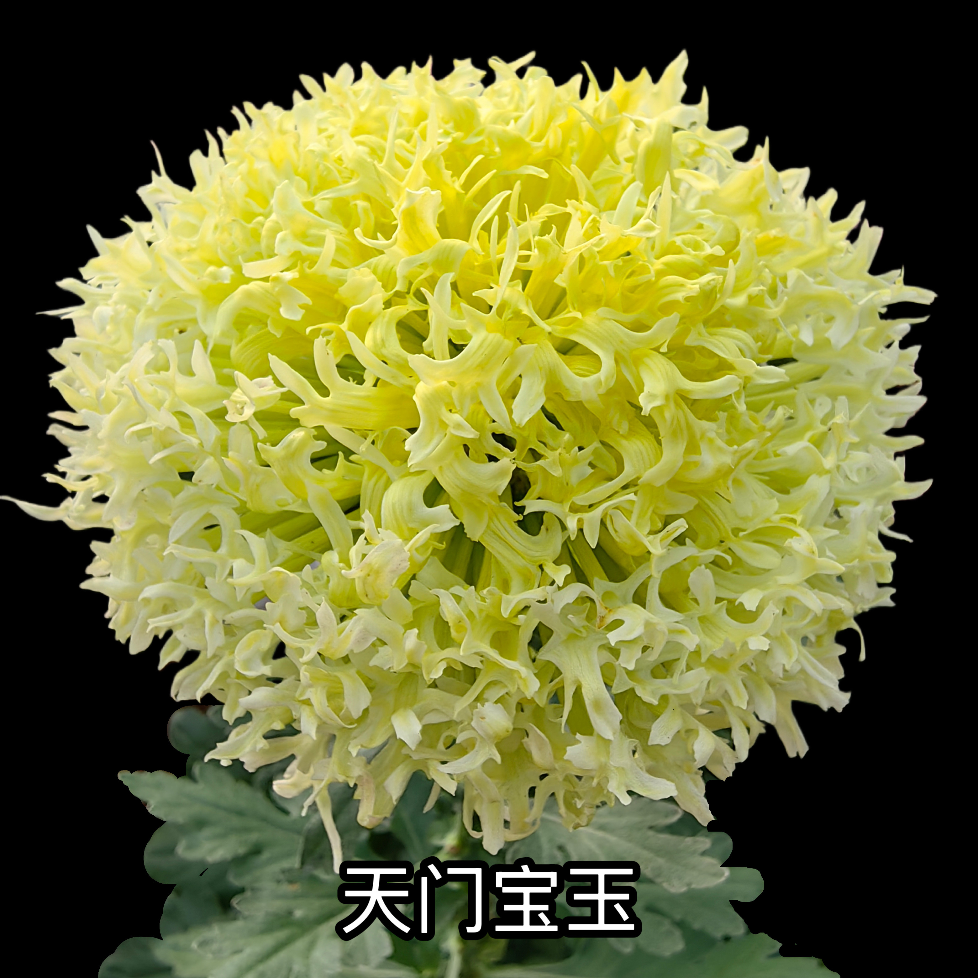 三军菊花/2026年新品种/菊花苗/满30元包邮图片