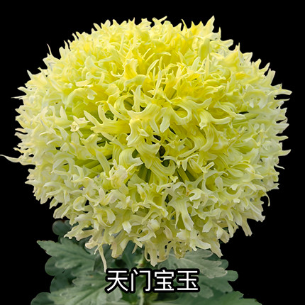 三军菊花/2026年新品种/菊花苗/满30元包邮