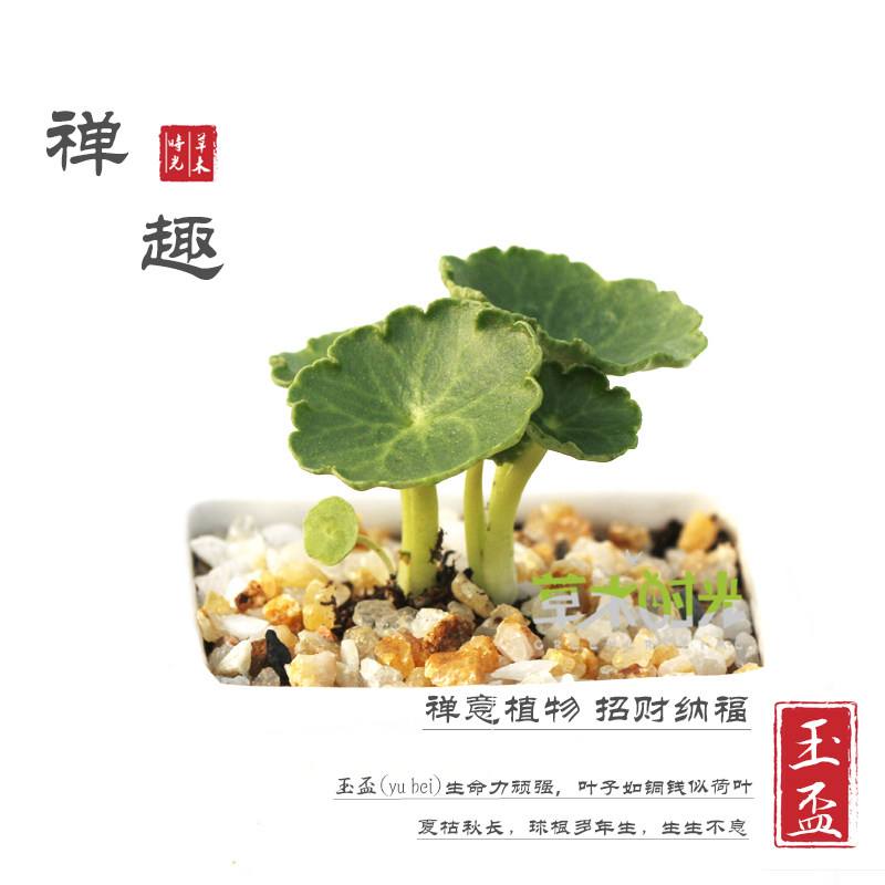 玉杯肚脐景天小雨伞稀有青锁龙属进口块根网红多肉植物一物一拍