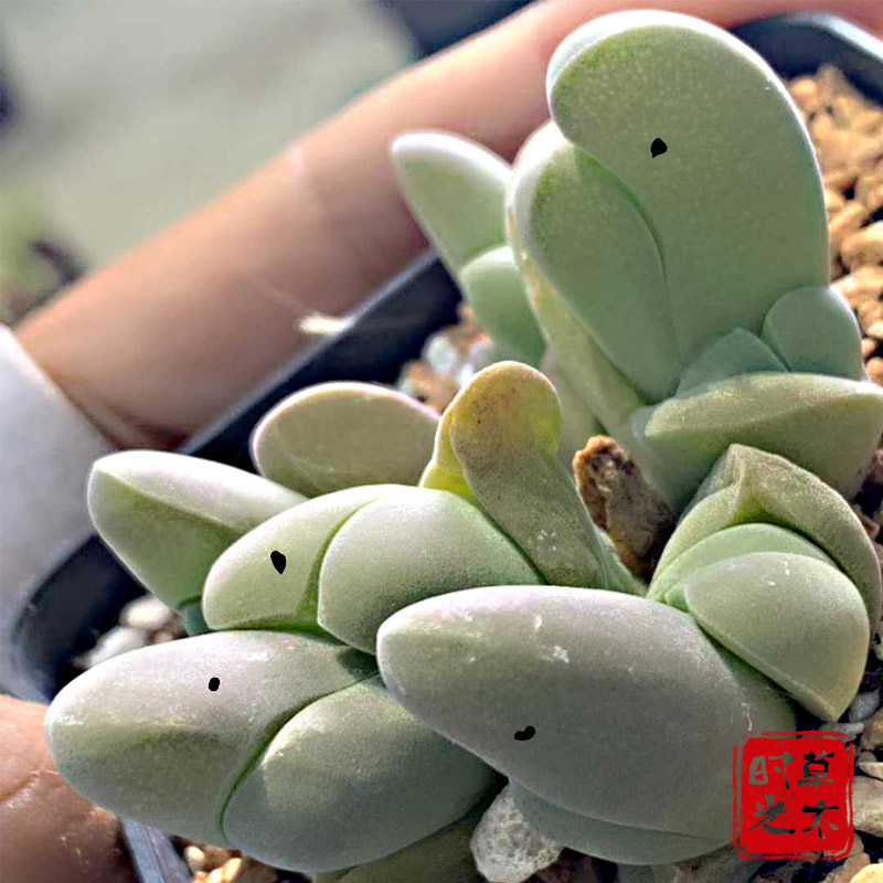 大白鲨多肉植物正版群生一物一拍稀有可爱小萌物番杏科盆栽花卉