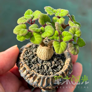 爱氏延命草 Plectranthus稀有块根多肉植物带香味一物一拍