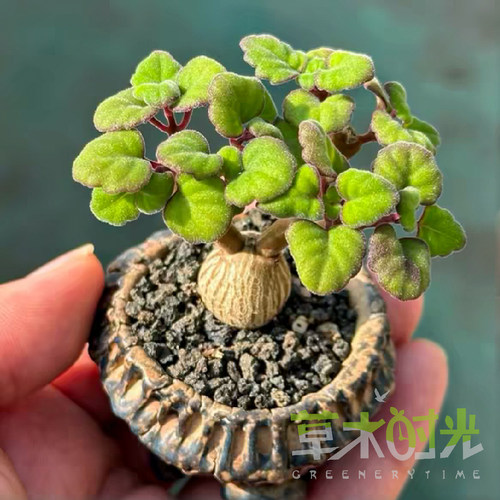 爱氏延命草稀有块根所见即所得