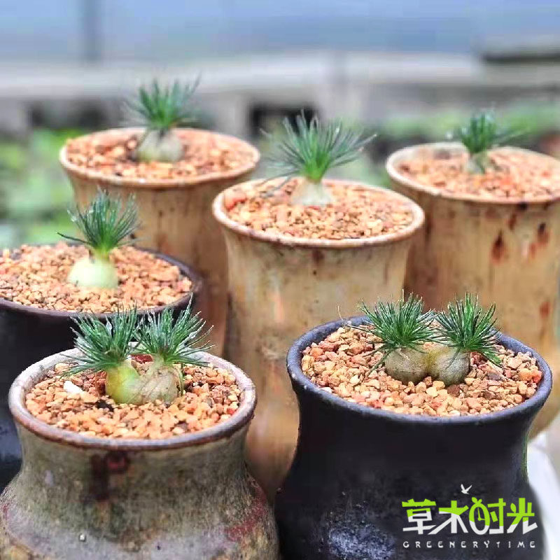 迷你海葱ornithogalumsardienii南非珍稀块根多肉植物