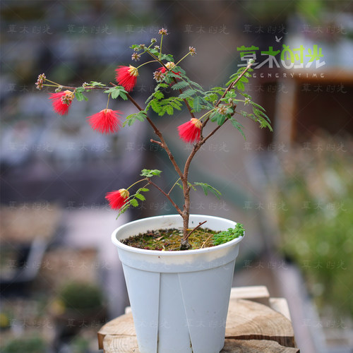 日本红花姬合欢常年开花一物一拍