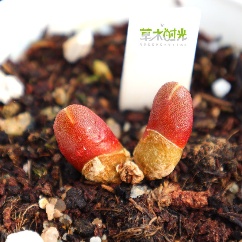 草木时光 胡桃玉多年群生大母本一物一拍稀有小型肉锥多肉植物