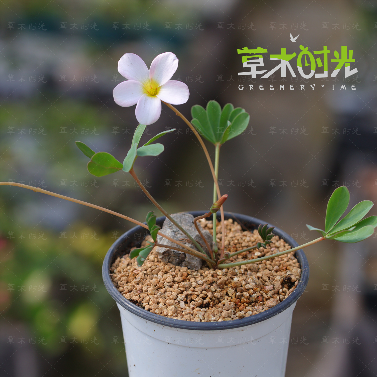 白花薰衣草 稀有宽叶爪系酢浆草花苗带花苞带盆栽好发货