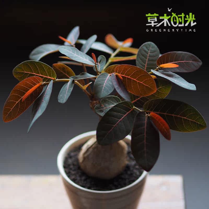 奇异油柑 天使之翼 泰国进口块根多肉植物养定熟桩一物一拍
