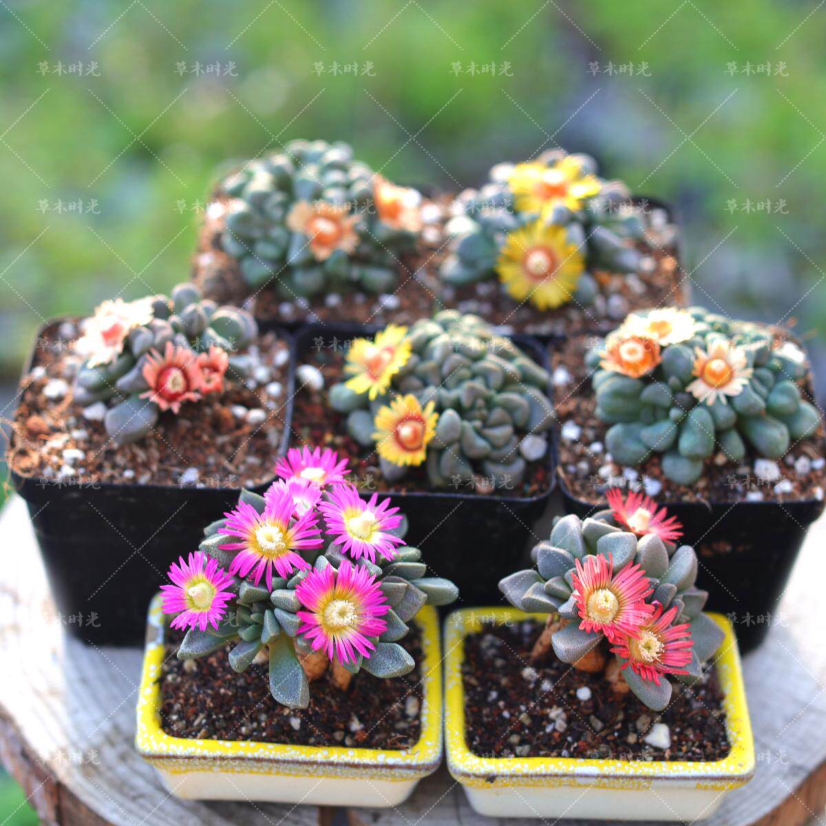 红花唐扇紫花多色唐扇杂交选育新品合集稀有块根多肉植物一物一拍