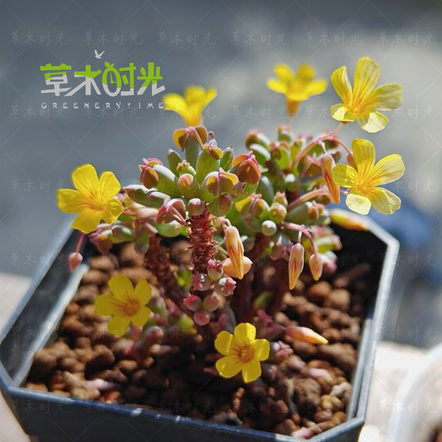 棒叶酢浆草Oxalis sp.aff.herrerae稀有奇异幸运草多肉植物28包邮