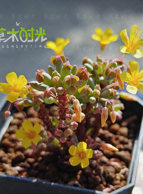 棒叶酢浆草Oxalis sp.aff.herrerae稀有奇异幸运草多肉植物28包邮