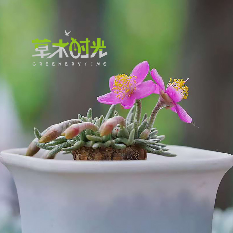 草木时光 红花韧锦 回欢草属稀有进口块根多肉植物一物一拍,鲜花速递/花卉仿真/绿植园艺,多肉植物,淘宝优惠券,粉丝福利购,淘宝优惠卷