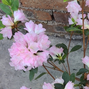 西塘小桃红杜鹃花 盆栽渐变粉色久留米东鹃 庭院窗台花卉耐寒耐热