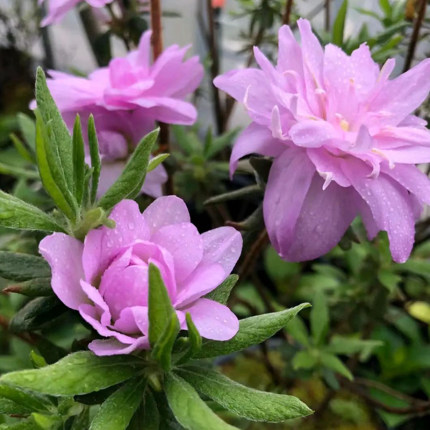 紫孔雀杜鹃花 稀有盆栽日本春鹃腾万叶 岸牡丹 庭院窗台木本花卉